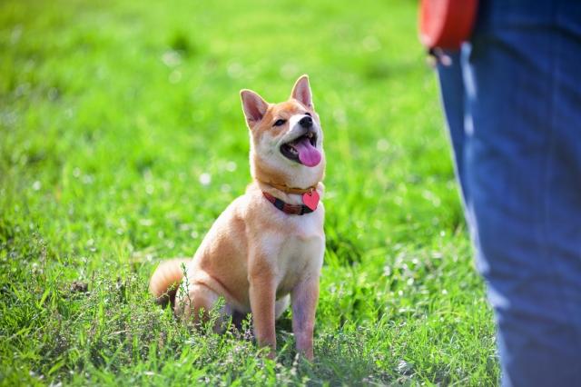 What To Expect and How To Prepare for Dog Training Classes
