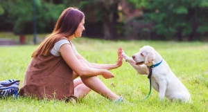 Dog training Dog training